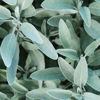 Slika Silver regenerator s kaduljom